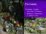 Растение. Человеку нужны растенье готовить, кормить животных, и просто так растить .