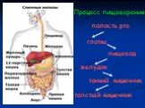 Процесс пищеварения: полость рта глотка пищевод желудок тонкий кишечник толстый кишечник
