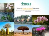 Флора. Флора на острове Мадагаскар привлекает достаточно высоким показателем скопления эндемиков
