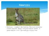 Кенгуру – символ Австралии. Распространены очень широко. Ведут ночной образ жизни, а днем мирно спят где-нибудь под кустом. Кенгуру