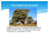 Эвкалипт - крупное быстрорастущее дерево из семейства миртовых. Корневая система сильно разветвлена и тянется на большие расстояния параллельно поверхности почвы. Растения австралии