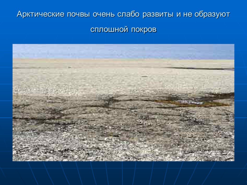 Характеристика почв арктических пустынь