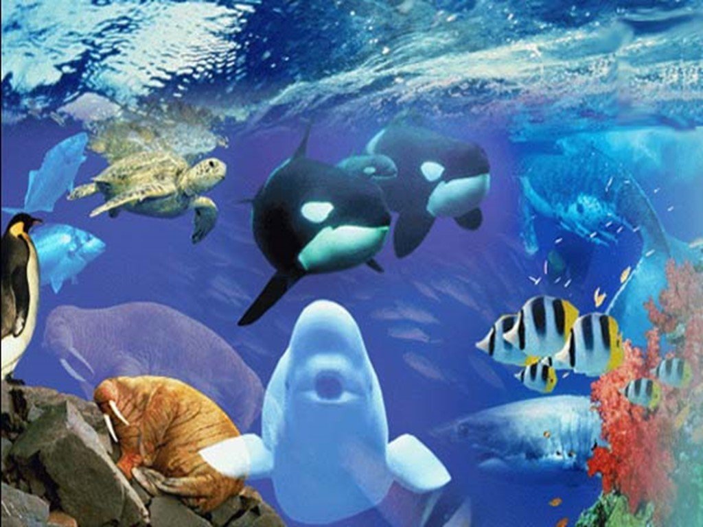 Органический мир примеры. Органический мир океанов. Разнообразие жизни в океане. Органический мир Тихого. Органичный мир Тихого океана.