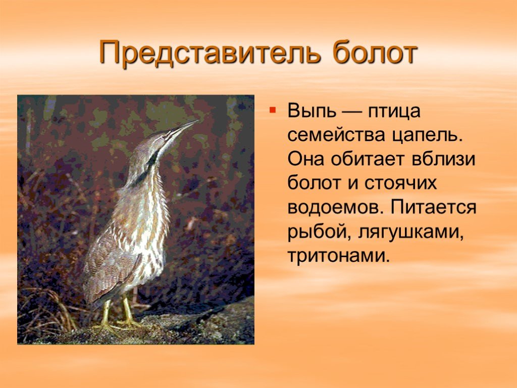 Преудивительная у нас водится птичка основная мысль. Болотные птицы. Болотные птицы представители. Выпь презентация. Птицы на болоте.
