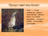 Представитель болот. Выпь — птица семейства цапель. Она обитает вблизи болот и стоячих водоемов. Питается рыбой, лягушками, тритонами.