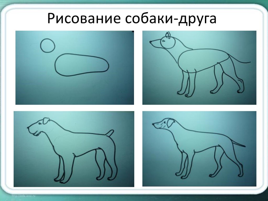 Изобразить характер животного. Этапы рисования собаки. Схема рисования собаки для детей. Схема рисования собаки в подготовительной группе. Изображение характера животных.