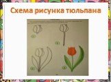 Схема рисунка тюльпана