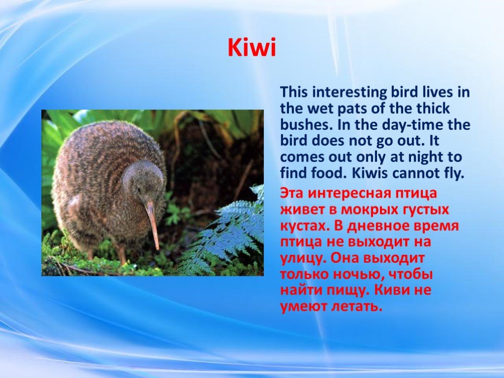 This interesting. «Bird Lives». The Kiwi is the Bird that Lives in New Zealand. The Kiwi in Lives wet parta the thick Bush New Zealand of. The Kiwi is the Bird that Lives in New Zealand book pdf.