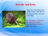 Animals and birds. Have you heard about the native animals and birds of the country? One of them is the kiwi. Вы слышали о местных животных и птицах страны? Одним из них является киви.