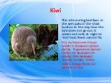 Kiwi. This interesting bird lives in the wet pats of the thick bushes. In the day-time the bird does not go out. It comes out only at night to find food. Kiwis cannot fly. Эта интересная птица живет в мокрых густых кустах. В дневное время птица не выходит на улицу. Она выходит только ночью, чтобы на