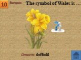 Ответ: daffodil The symbol of Wales is …