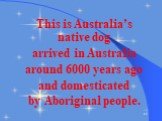 This is Australia’s native dog arrived in Australia around 6000 years ago and domesticated by Aboriginal people.