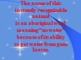 The name of this instantly recognizable animal is an aboriginal word meaning “no water” because of its ability to get water from gum leaves.