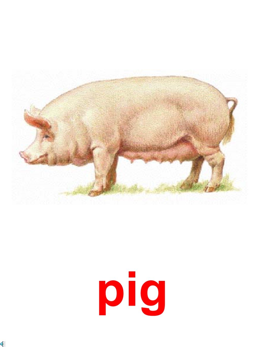 Русский язык свиней. Латвийская белая порода свиней. Порода свиней Йоркшир. Литовская белая свинья. Латвийская порода свиней.