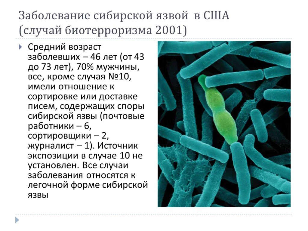 В скотомогильниках бактерии очень опасного заболевания. Форма клетки возбудителя сибирской язвы. Возбудитель сибирской язвы споры. Сибирская язва возбудитель бактерия.