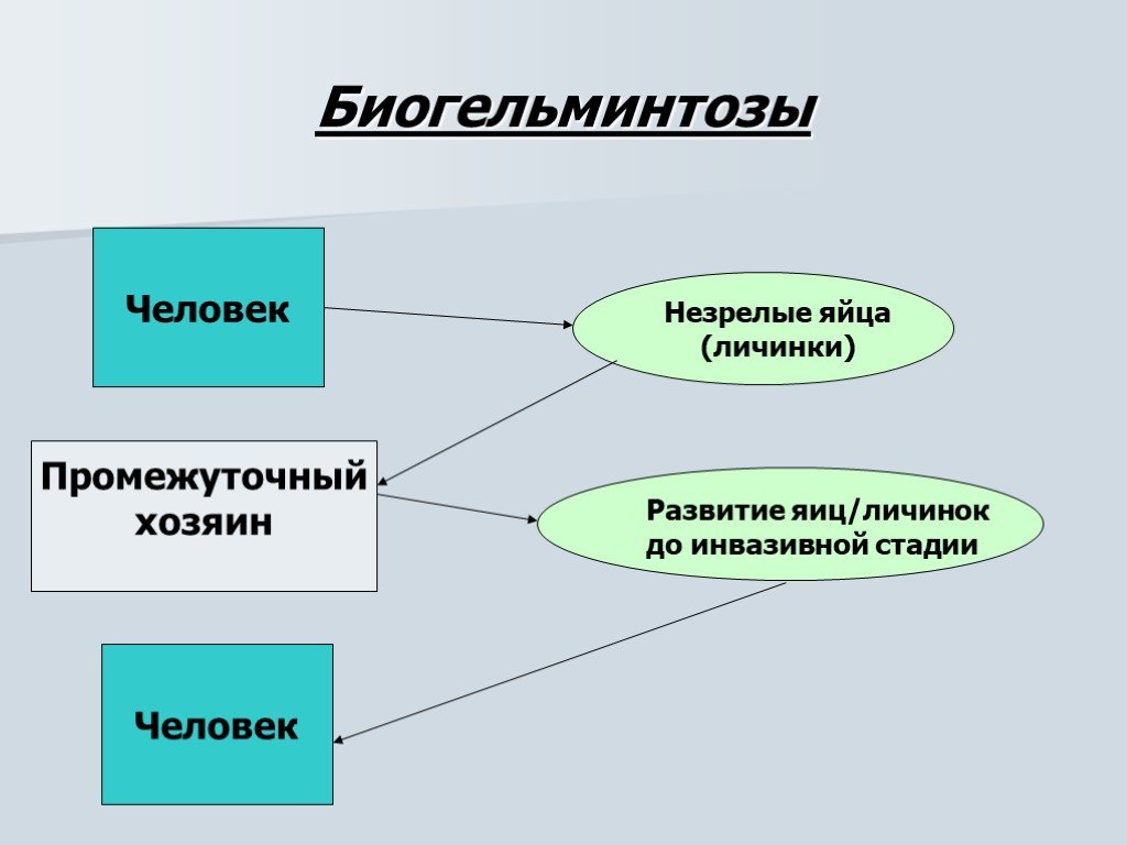 Биогельминтозы. Биогельминтозы классификация. Биогельминтозы человека. Геогельминтозы и биогельминтозы примеры. Биогельминтозы схема передачи.
