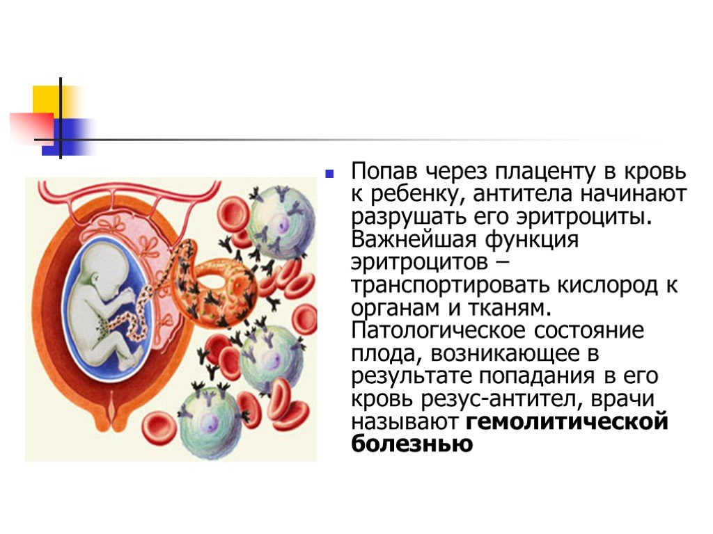 Плод человека получает кислород через. Антитела через плаценту. Антитела переданные через плаценту. Теме резус конфликта. Питание плода через плаценту.