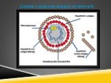 Схема строения вируса гепатита В