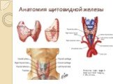 Анатомия щитовидной железы. Peter M. Som, Hugh D. Head and Neck Imaging Fifth Edition