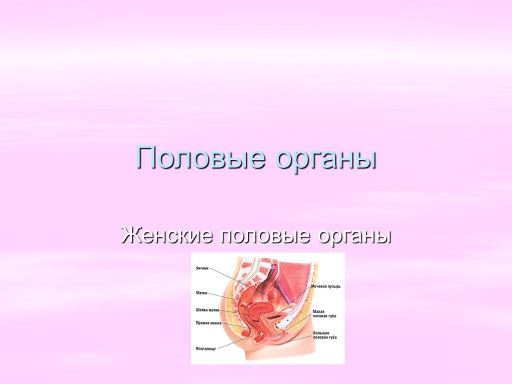 Органы женского рода. Женский половой орган. Наружные половые органы. Внешние половые органы женщины.