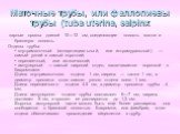 Маточные трубы, или фаллопиевы трубы (tuba uterinа, salpinx. парные органы длиной 10—12 см, соединяющие полость матки и брюшную полость. Отделы трубы: • внутриматочный (интерстициальный, или интрамуральный) — самый узкий и самый короткий; • перешеечный, или истмический; • ампулярный — самый широкий 