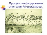 Процесс инфицирования эпителия Mycoplasma sp.