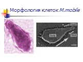 Морфология клеток M.mobile