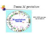 Геном M. genitalium. 500-1000 миллион пар оснований