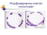 Морфоварианты клеток микоплазм