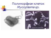 Полиморфизм клеток Mycoplasma sp.