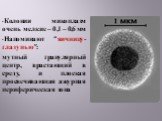 Колонии микоплазм очень мелкие – 0,1 – 0,6 мм Напоминают “яичницу-глазунью”: мутный гранулярный центр, врастающий в среду, и плоская просвечивающая ажурная периферическая зона
