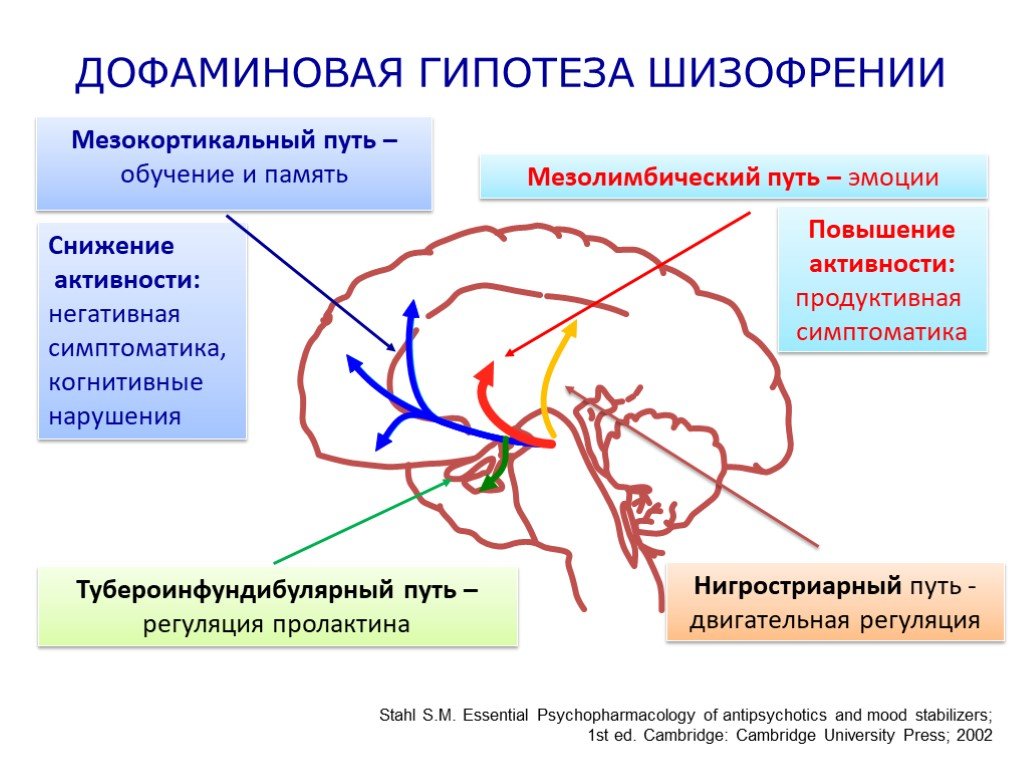 Повышение активности мозга. Мезокортикальная Дофаминовая система. Дофаминергическая теория шизофрении. Мезолимбический путь дофамина. Дофаминергическая система головного мозга.