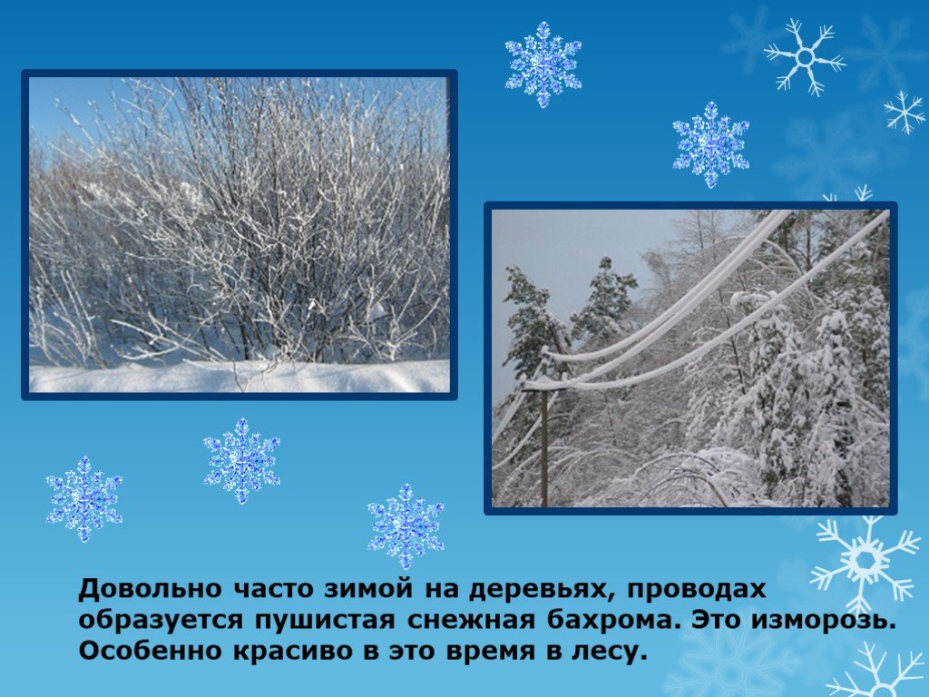 Презентация зима 2 класс. В гости к зиме. Проект в гости к зиме. Пушистая Снежная бахрома на деревьях это. На деревьях образуется пушистая Снежная бахрома что это.