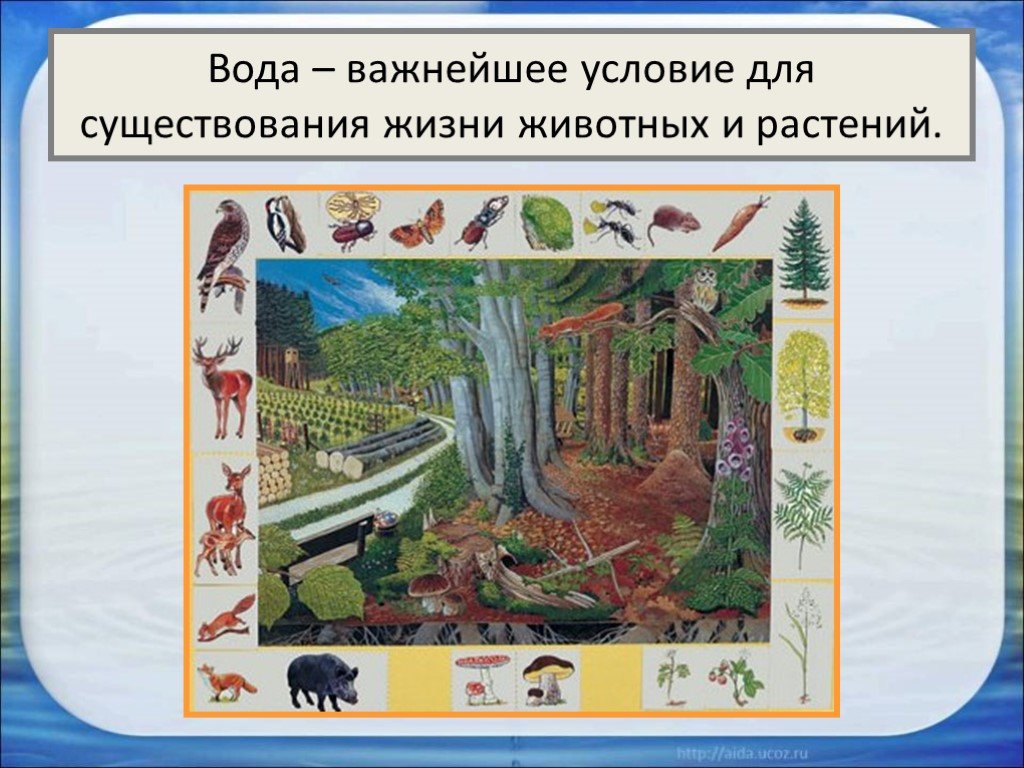 Про окружающий. Вода для растительности и животных. Про воду 2 класс окружающий мир. Вода важнейшее условие для существования жизни животных и растений. Вода дом для растений и животных.