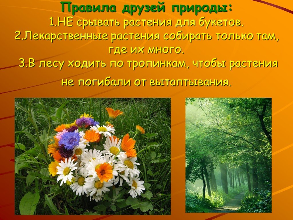 Машин букет 3 класс русский. Охрана растений. Тема охрана растений. Проект охрана растений. Охрана растений 3 класс.