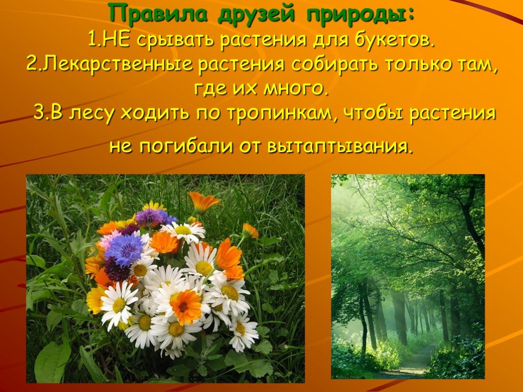 Какие имеют растения в природе. Охрана растений. Охрана растений 3 класс. Охрана растений презентация. Охрана растений слайды.