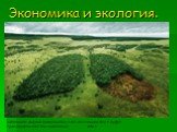 Экономика и экология. Выполнила: Амалия Безбалинова 3 «Б» класс лицей № 2 г. Сургут Руководитель: Юнг Зоя Николаевна 2014 г.