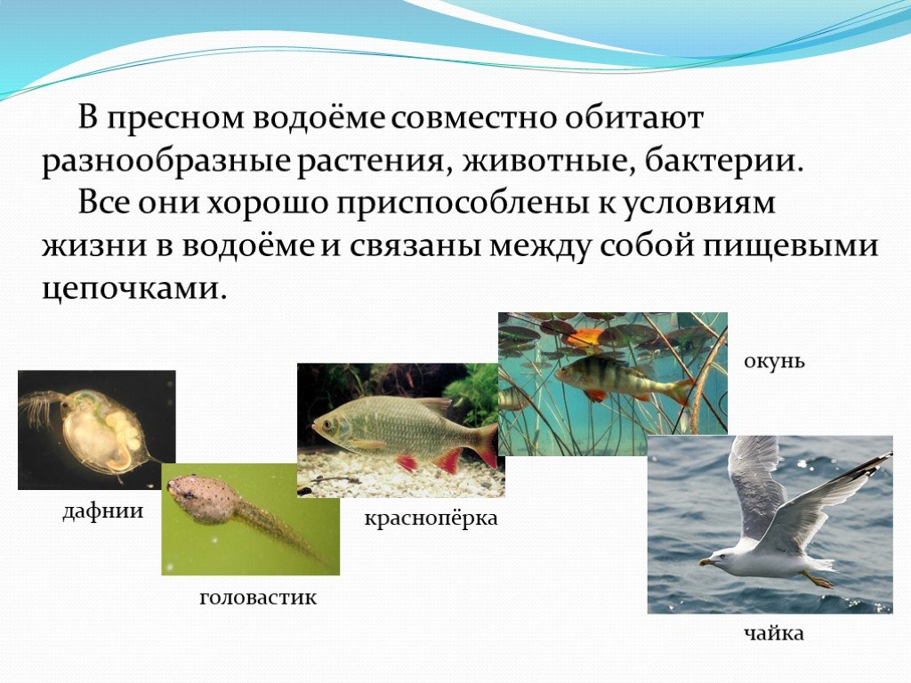 Какие организмы живут в аквариуме 5 класс. Животные обитающие в водоемах. Обитатели и растения пресных водоемов. Кто обитает в пресноводных водоемах. Животные которые обитают в пресных водоемах.