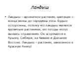 Ландыш. Ландыш – ароматное растение, цветущее с конца весны до середины лета. Будьте осторожны, потому что ландыш является ядовитым растением, его плоды могут вызвать отравление. Он встречается в Крыму, Сибири, на Кавказе и Дальнем Востоке. Ландыш – растение, занесенное в Красную Книгу!