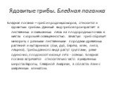 Ядовитые грибы. Бледная поганка. Бледная поганка – гриб из рода мухоморов, относится к ядовитым грибам. Данный вид грибов произрастает в лиственных и смешанных лесах на плодородных почвах в местах с хорошей освещенностью. Зачастую гриб образует микоризу с разными лиственными породами древесных расте