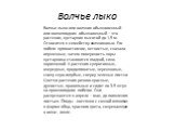 Волчье лыко. Волчье лыко или волчник обыкновенный или волчеягодник обыкновенный – это растение, кустарник высотой до 1,5 м. Относится к семейству волчниковых. Его побеги прямостоячие, ветвистые, сначала опушенные, затем поверхность коры кустарника становится гладкой, сизо-коричневой. У растения супр