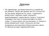 Дурман. Это однолетнее растение относится к семейству пасленовых. Вырастает дурман до 120 см в высоту. Это растение неприятно на запах, с прямыми и ветвистыми стеблями, имеет мощный и веретеновидный корень белого окраса. У крупных очередных листьев по краям находятся острые зубцы. Если растереть лис