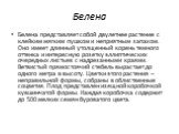 Белена. Белена представляет собой двулетнее растение с клейким мягким пушком и неприятным запахом. Оно имеет длинный утолщенный корень темного оттенка и интересную розетку эллиптических очередных листьев с надрезанными краями. Ветвистый прямостоячий стебель вырастает до одного метра в высоту. Цветки