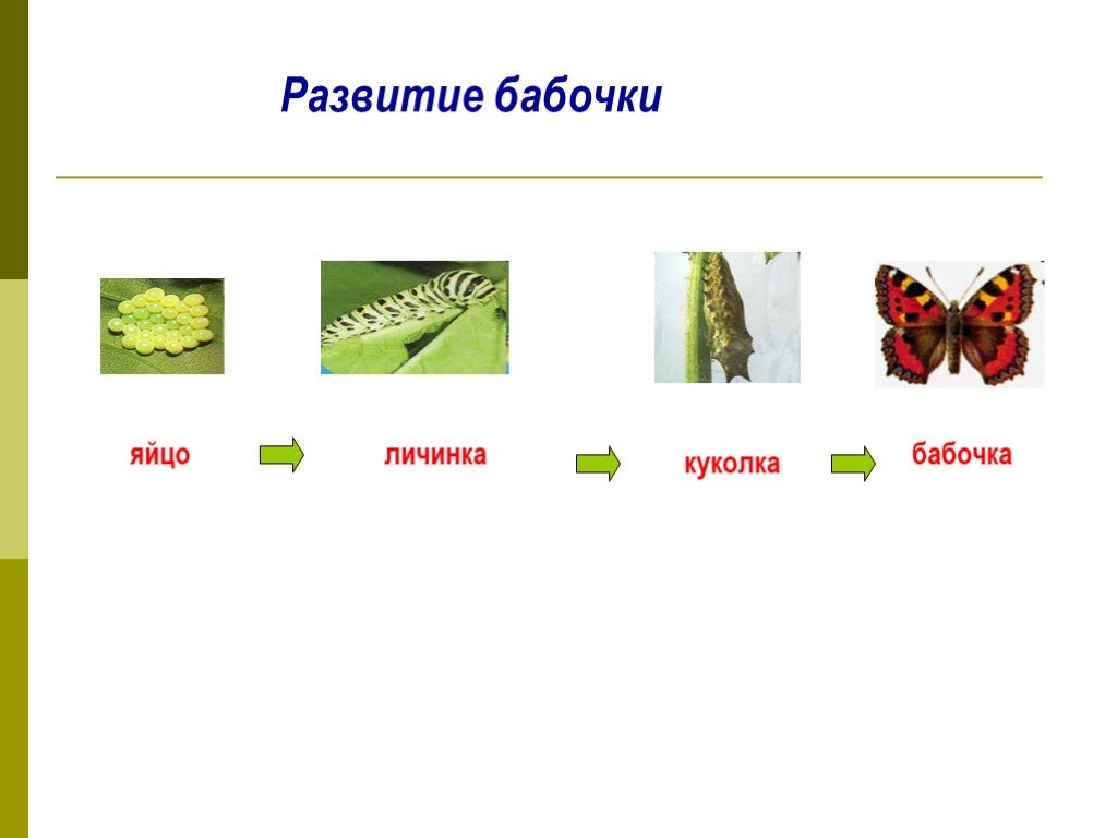 Развитие бабочки схема. Размножение бабочек 3 класс окружающий мир. Яйцо личинка куколка бабочка. Развитие бабочки схема 3 класс окружающий мир. Схема размножение и развитие животных 3 класс окружающий мир.