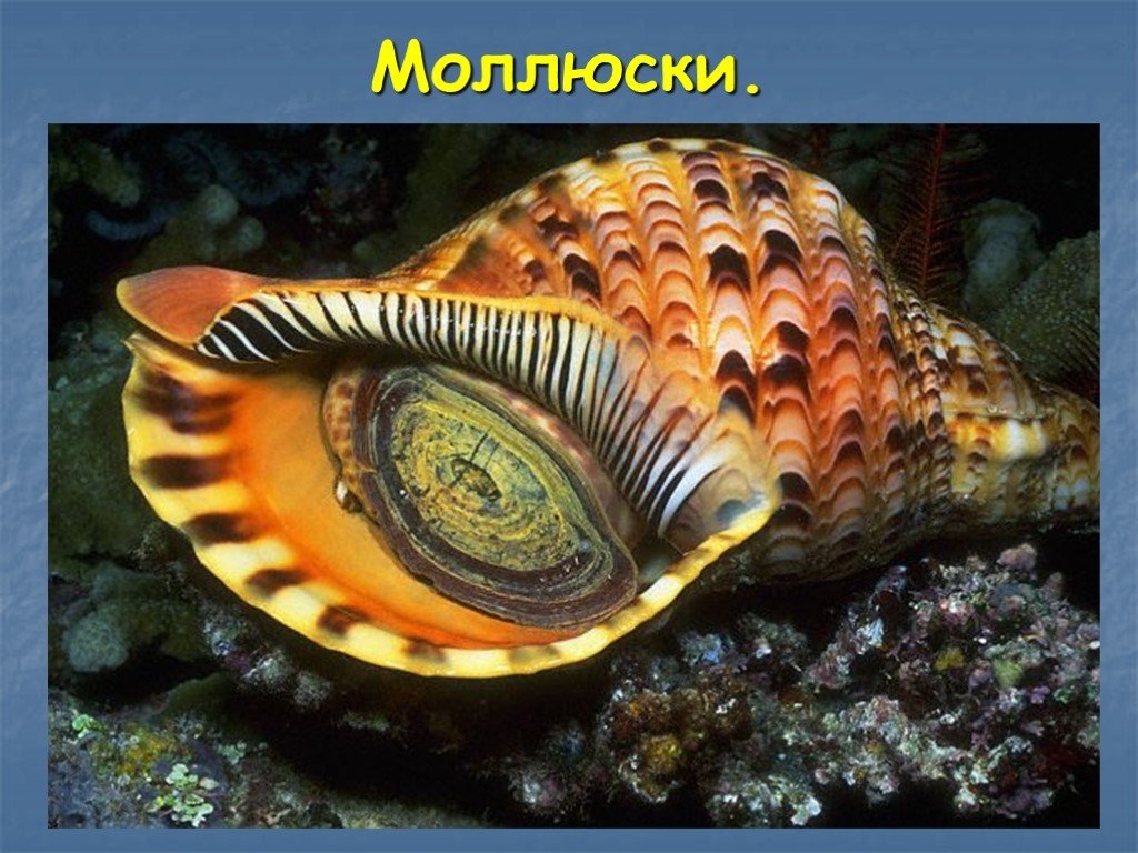 У каких животных есть раковина. Морские двустворчатые моллюски. Харония Тритонис. Морские брюхоногие моллюски морские. Брюхоногие моллюски Тритон.