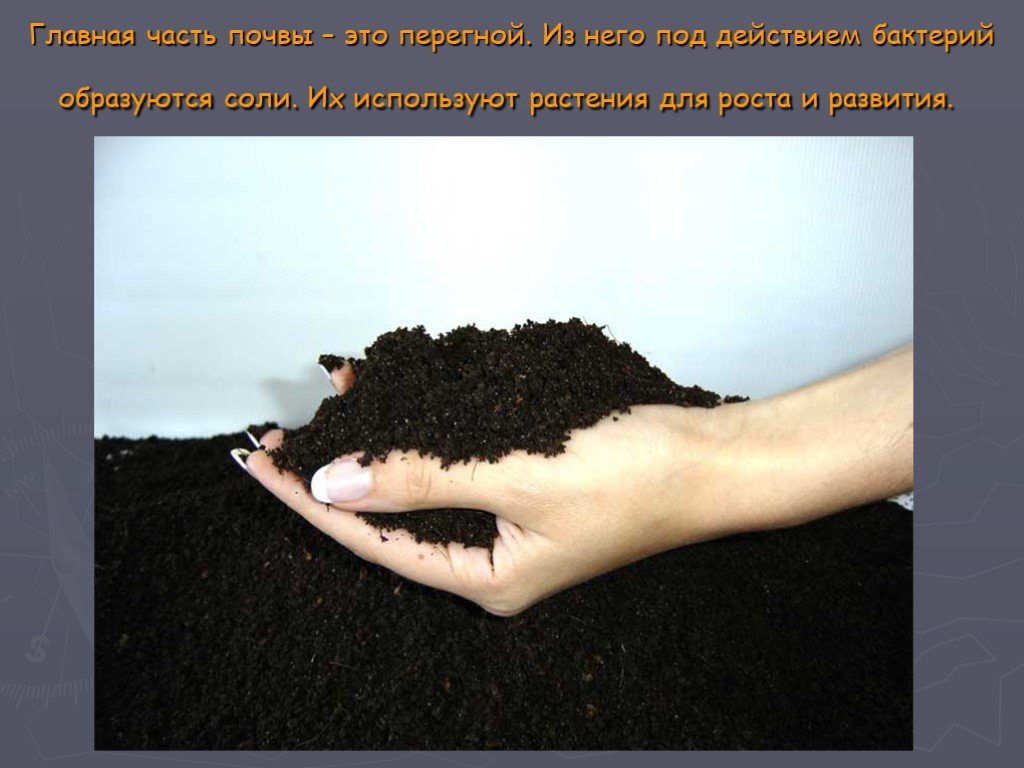 Перегной гумус образуется из. Почва чернозем. Перегной в почве. Чернозем образуется на почвах. Перегной в почве окружающий мир.