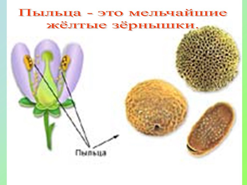Какие половые клетки образуются в пыльнике цветка