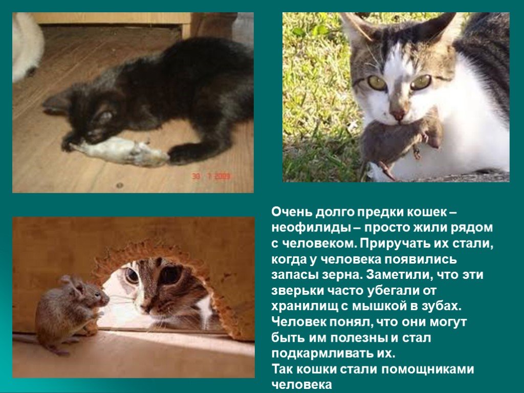 Польза кошек. Полезные животные для человека. Животные которые живут рядом. Когда кошка стала домашним животным. Польза кошек для человека.