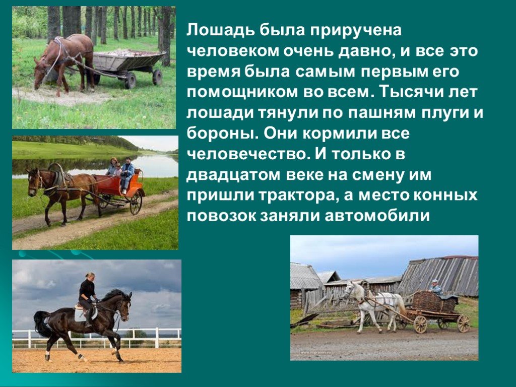 Сообщение о лошади 3 класс. Проект на тему коневодство. Домашние животные лошадь доклад. Лошадь в сельском хозяйстве. Коневодство доклад.