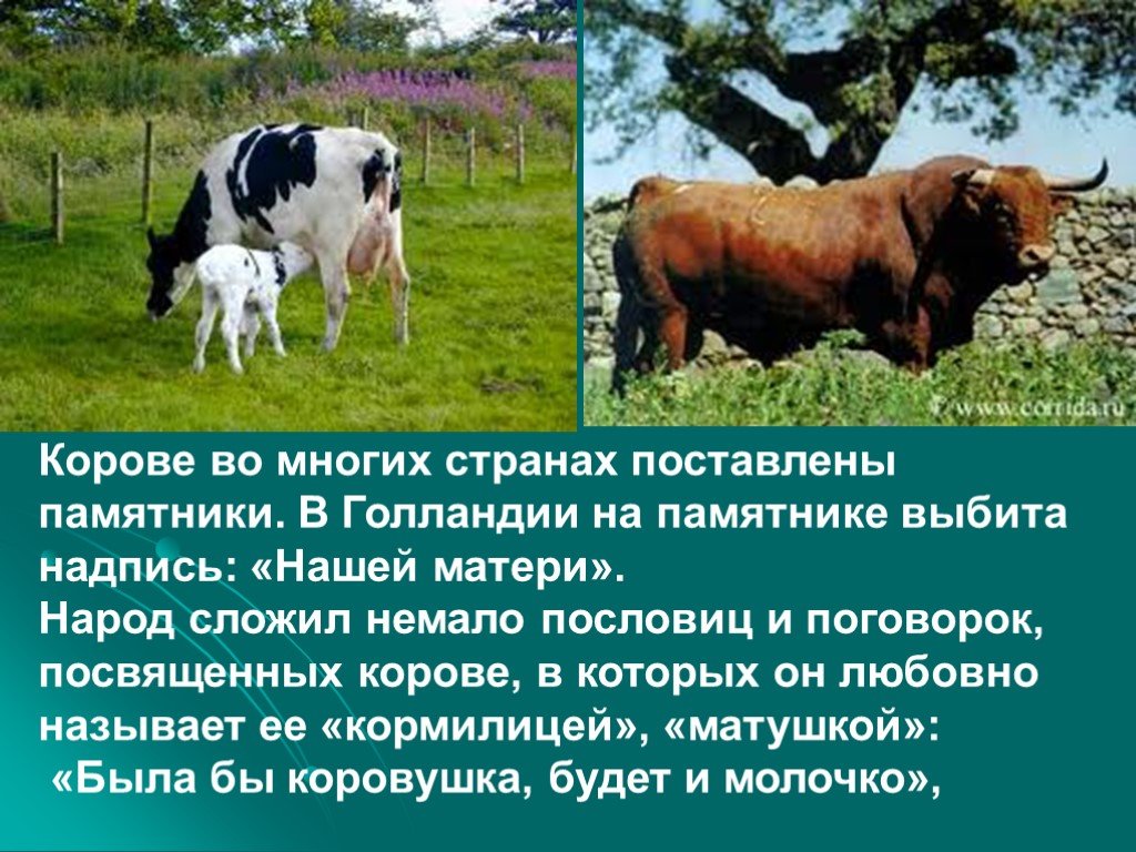 Домашнее животное корова окружающий мир